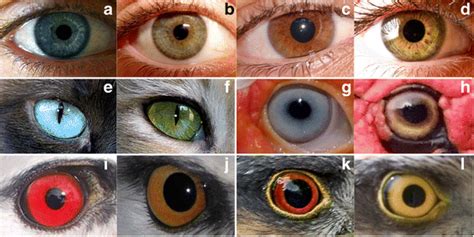 On Biology Variability of eye coloration in humans and animals