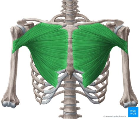 Muscus pectoralis major | Musculus pectoralis, Muscle anatomy, Major ...