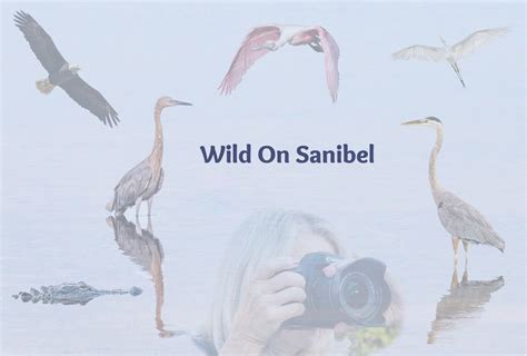 Wild on Sanibel