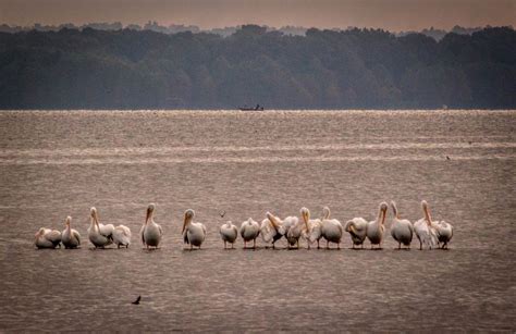 Camping at Reelfoot Lake State Park in Tennessee - Pack Your Baguios