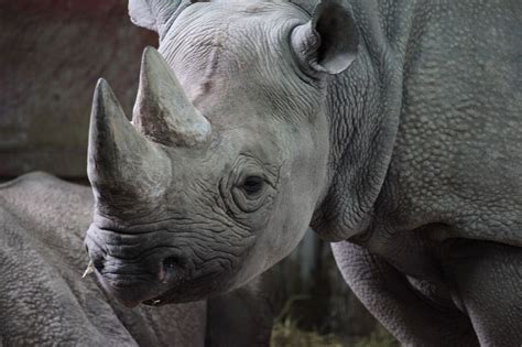 Black Rhinoceros Free Stock Photo - Public Domain Pictures