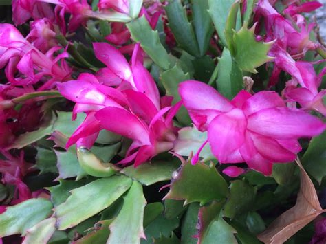 Zygocactus Cerise Pink 125mm Pot - Dawsons Garden World