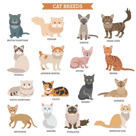 Free Vector | Cat breed set | Cat breeds, Cat breeds chart, Cute animals