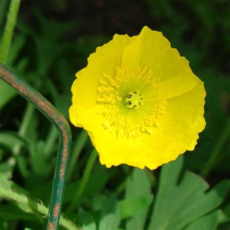 Iceland Poppy Seeds – Perennial – 250+ Seeds – The Seed Basket