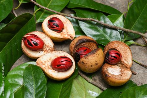 Nutmeg many isolated. Sectional view of ripe colorful red nutmeg fruit, seeds Kerala India ...