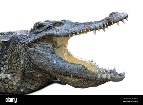 close up crocodile with open mouth isolated white background Stock ...