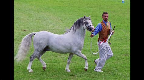 Royal Welsh 2019, Welsh Mountain Pony Winners plus a few Cobs - YouTube