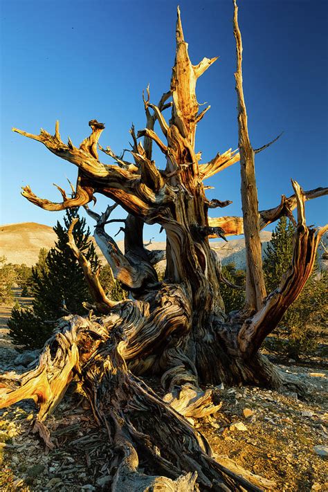 Ancient Bristlecone Pine Forest Photograph by Panoramic Images - Fine Art America