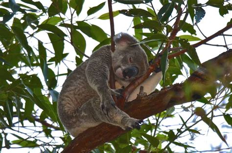 How to see wild koalas in Noosa | Wild Koala Day