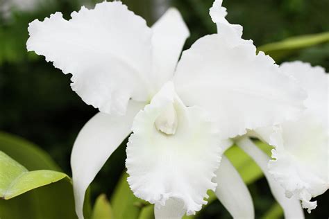 White Cattleya Orchid Photograph by Mark Michel