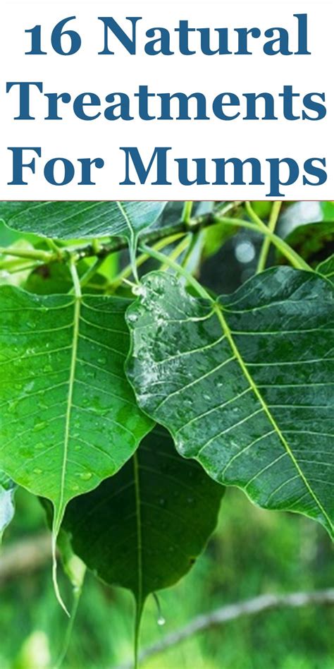 16 Quality Natural Treatments And Home Remedies For Mumps