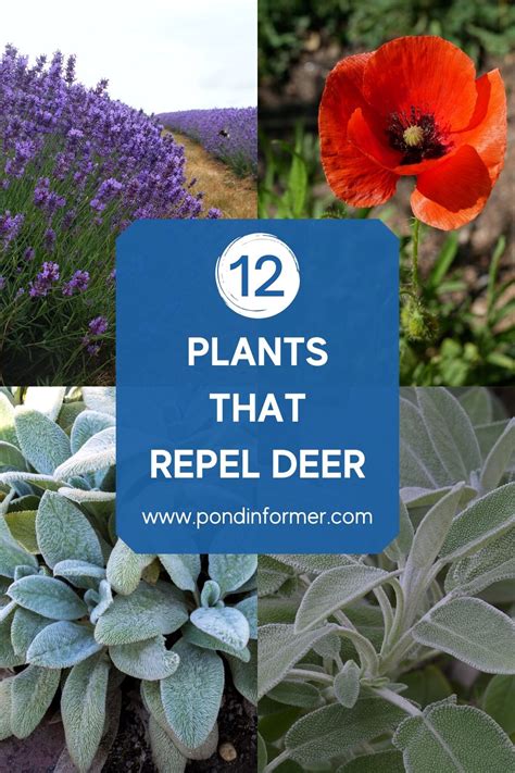 List of plants that repel deer 2022 deer resistant plants – Artofit