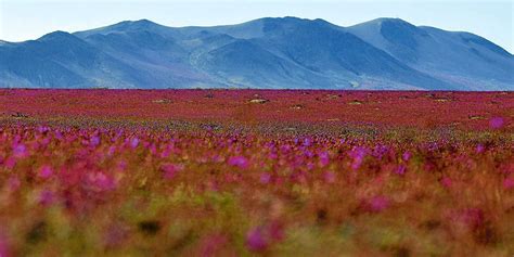 The Atacama desert is having its longest flower bloom in years ...