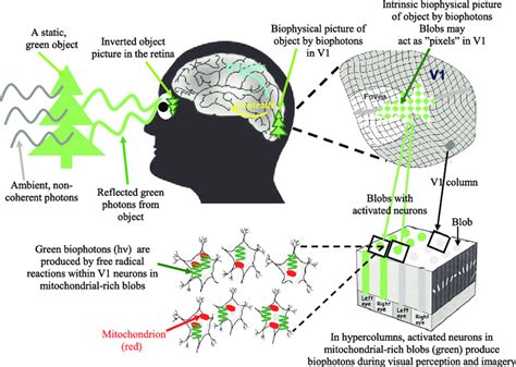 | A simple illustration of the biophysical picture representation idea... | Download Scientific ...