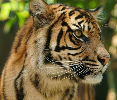 5.5 Tigers- Naked and Alone in the Disappearing Sumatran Forests – Environmental ScienceBites