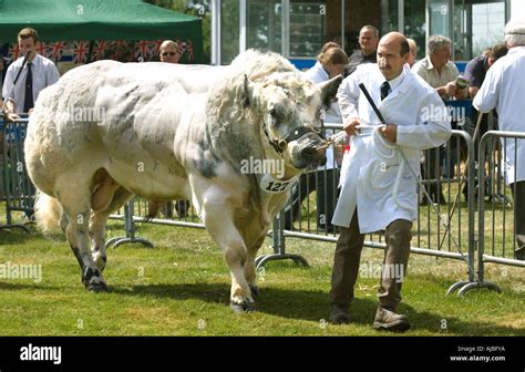 Belgian Blue bull at Burwarton Show in Shropshire Stock Photo: 8391417 ...