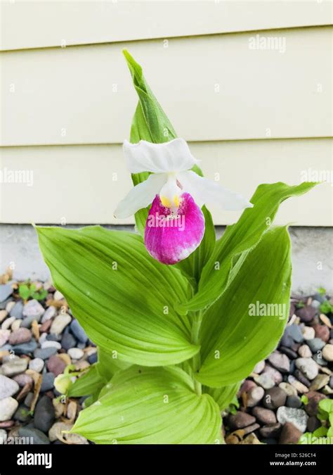 State flower of minnesota hi-res stock photography and images - Alamy