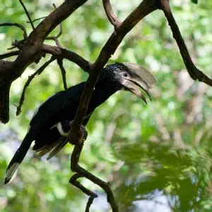 Silvery-cheeked hornbill - Facts, Diet, Habitat & Pictures on Animalia.bio