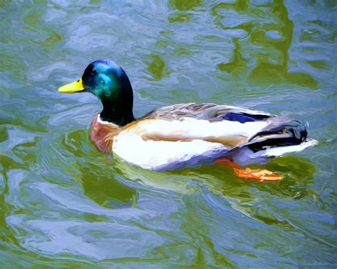 Paintings-of-Artists-Original-Unusual- Art: Mallard Duck In Lake