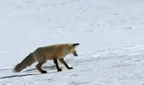 Fox Jumping GIF - Find & Share on GIPHY