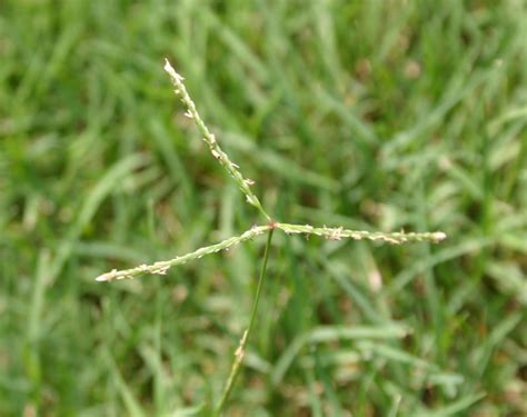 Turfgrasses (Lawn Grass) – Identifying | Walter Reeves: The Georgia Gardener