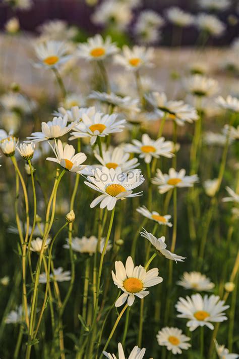 80 Wallpaper Bunga Daisy Pictures - MyWeb