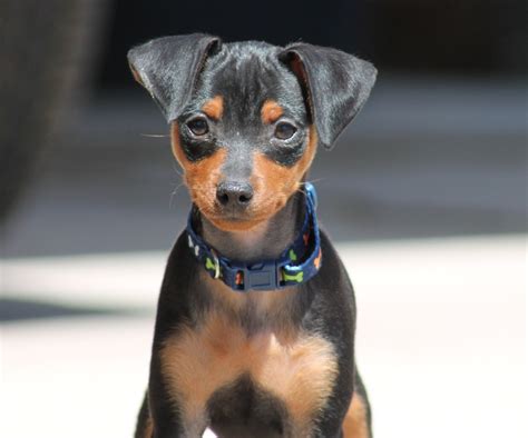 Pin by Dog Breeds on Miniature Pinscher | Miniature pinscher dog ...