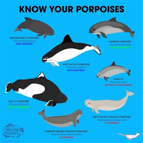 How are porpoises different from dolphins? (The 3 F's) - Whale SENSE