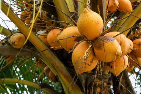 7 Best Coconut Tree Varieties to Grow in Your Garden or Backyard