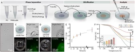 A polymer phase separation system that concentrates silica in the dense... | Download Scientific ...