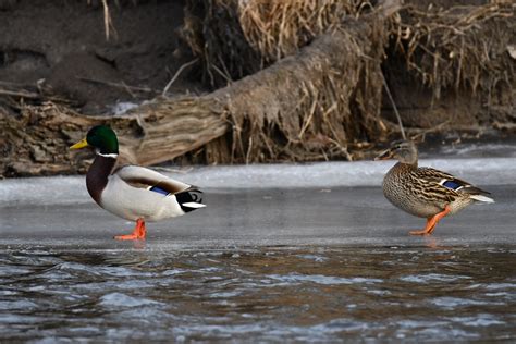 What's The Difference?: Ducks vs. Geese - Forest Preserve District of ...