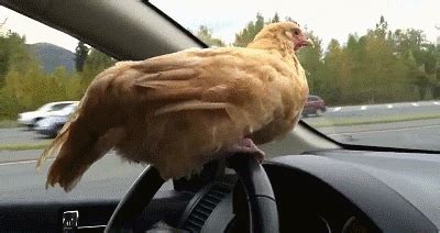 Chicken Driving Car | Gifrific