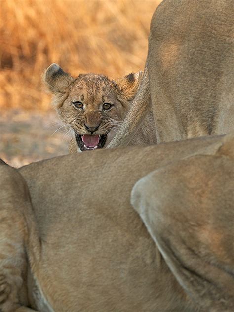 Lion Cub Feeling the Confidence | Sean Crane Photography