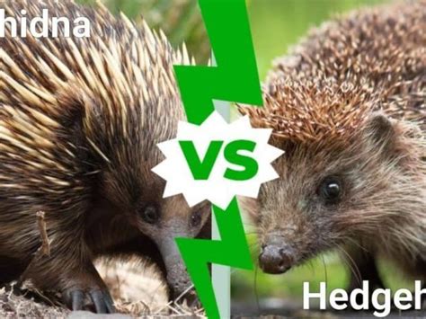 Echidna vs Hedgehog - Hedge the book