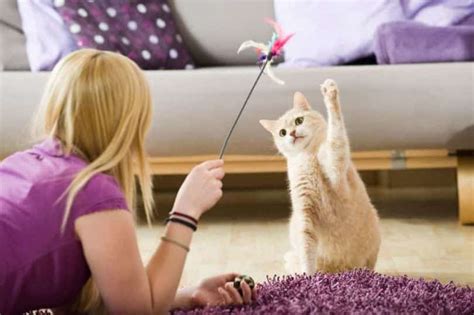 11 Best Toys for Active Cats (2024) - Reviews and Top Picks - Catster