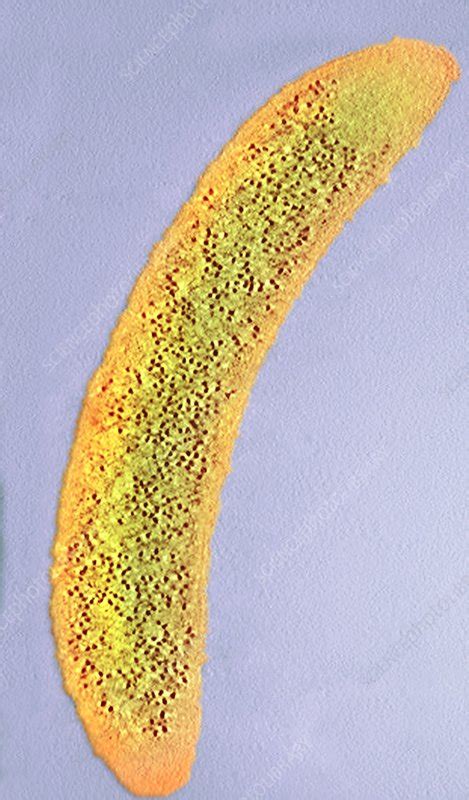 Caulobacter crescentus bacterium, TEM - Stock Image - C021/7425 - Science Photo Library