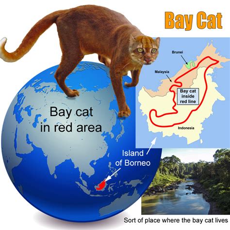 Endangered Earth Blog: Borneo Bay Cat