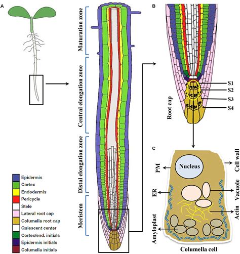 Frontiers | Striking the Right Chord: Signaling Enigma during Root Gravitropism