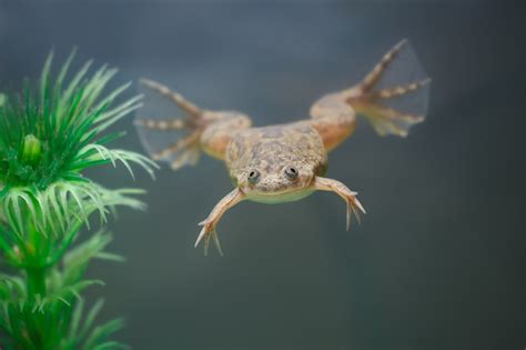 Krallenfrosch (Xenopus laevis) normal mittel ( Pärchen ) - Terra - Tropic Zoo