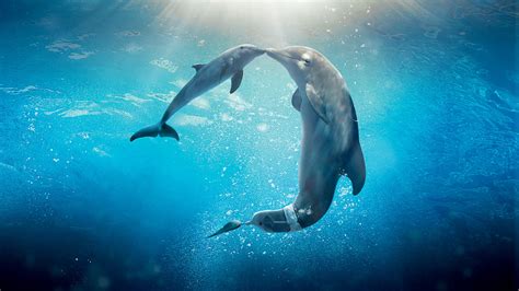 Dolphin Tale 2 Movie, HD Movies, 4k Wallpapers, Images, Backgrounds ...