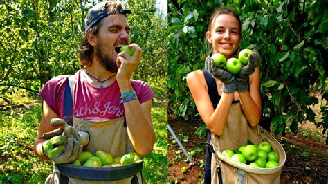 FRUIT PICKING LIKE A PRO - Mooroopna, Australia - YouTube