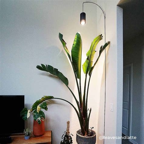 leavesandlatte | Indoor plant lights, Grow lights for plants, Plant lighting