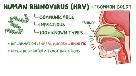 Rhinovirus Structure