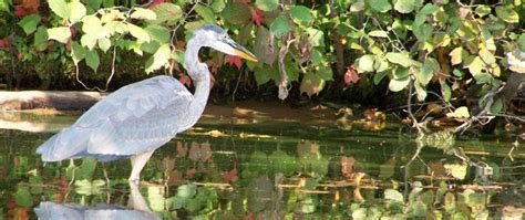 a bird is standing in the water next to some trees and leaves with its reflection on the water