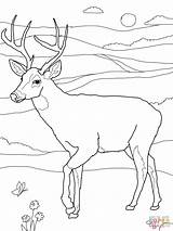 Deer Hunter Coloring Pages sketch template