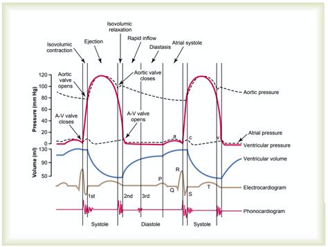 Cardiac Cycle Phases Diagram