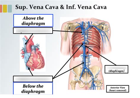 Superior and inferior vena cava Diagram | Quizlet