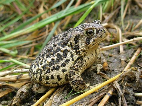 Extremely Rare Toad Named After Wyoming