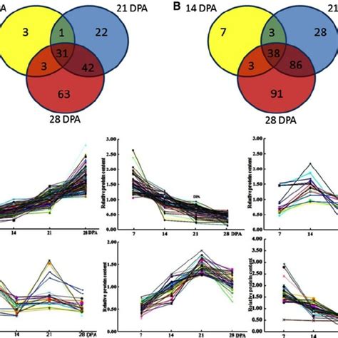 Grain development during four stages after anthesis in bread wheat ...