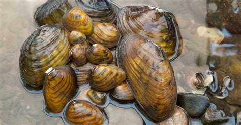 Mighty Mussels | Phipps Conservatory and Botanical Gardens | Pittsburgh PA